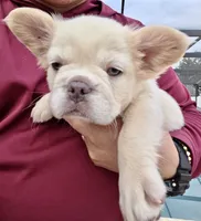 Bella, a female French Bulldog for sale in Orlando, FL – 2 of 2
