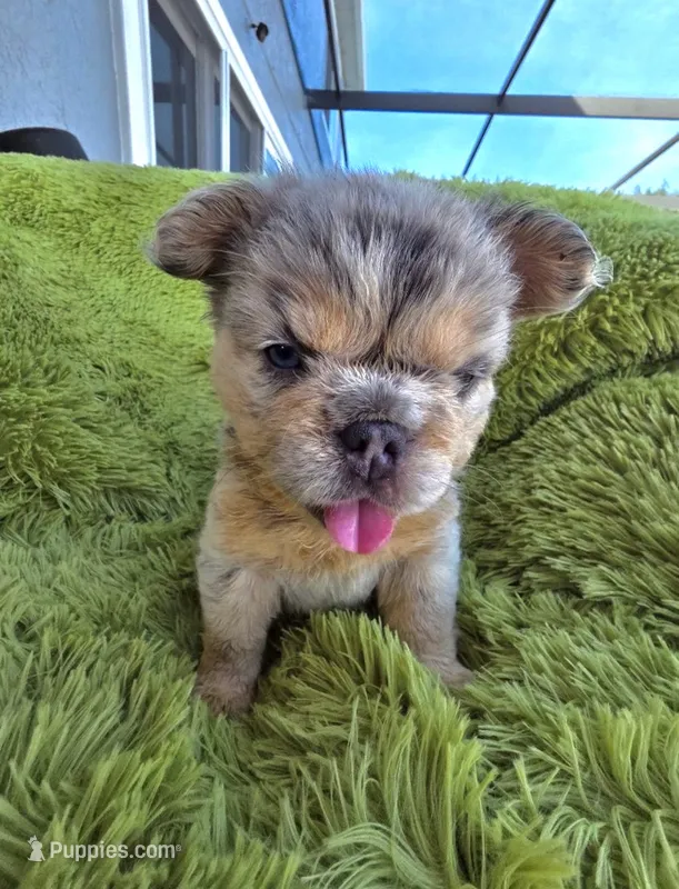 Rocky – French Bulldog puppy for sale in Orlando, FL