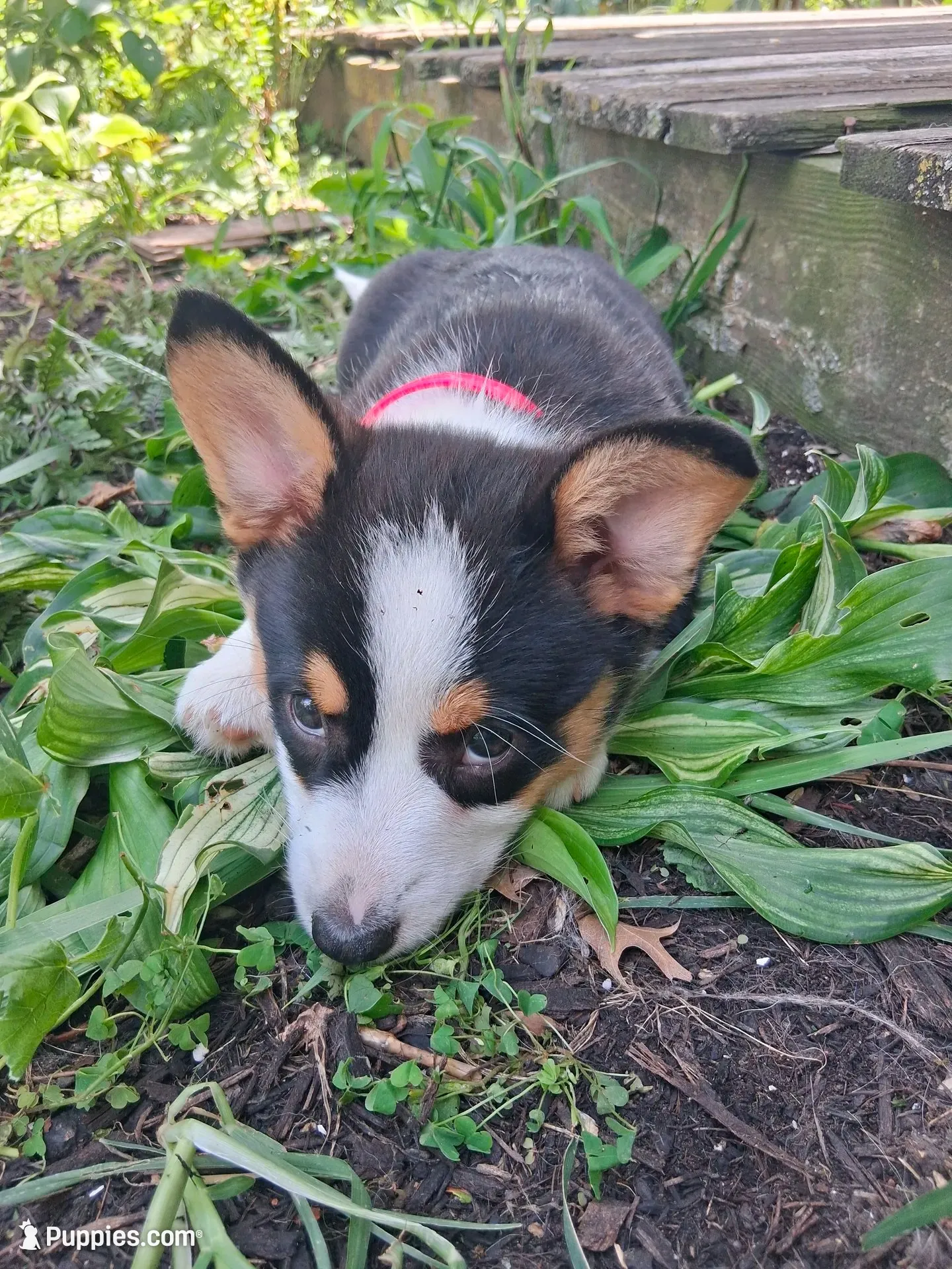 Cupcake, a female Pembroke Welsh Corgi for sale in Mount Joy, PA – 3 of 7