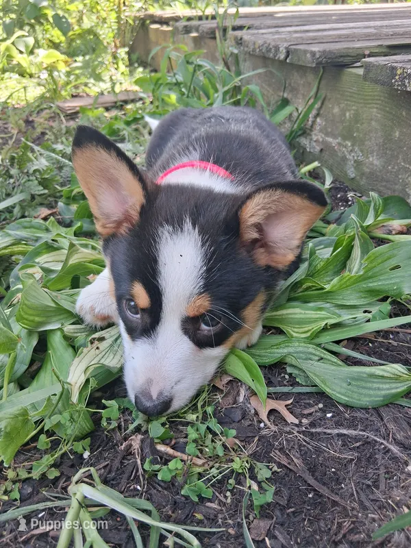 Cupcake – Pembroke Welsh Corgi puppy for sale in Mount Joy, PA
