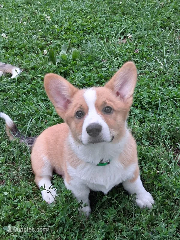 Cooper – Pembroke Welsh Corgi puppy for sale in Mount Joy, PA