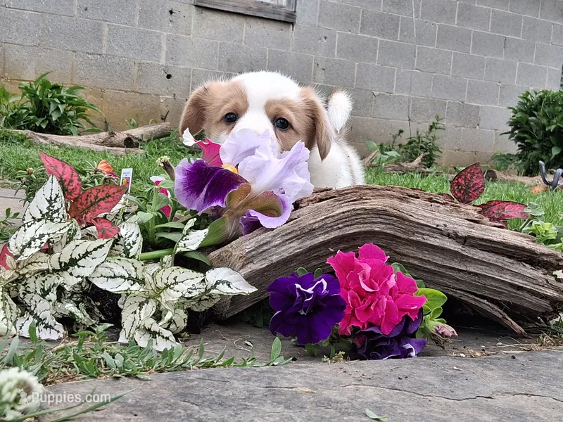 Redwood , a male Pembroke Welsh Corgi for sale in Mount Joy, PA – 1 of 4