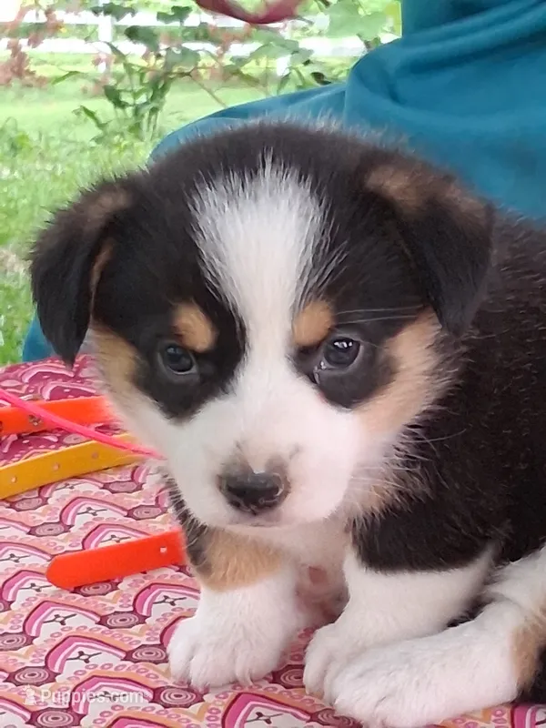 Cupcake  – Pembroke Welsh Corgi puppy for sale in Mount Joy, PA