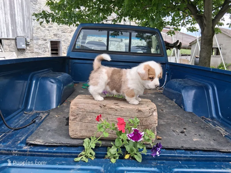 Redwood  – Pembroke Welsh Corgi puppy for sale in Mount Joy, PA