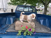 Redwood , a male Pembroke Welsh Corgi for sale in Mount Joy, PA – 2 of 4