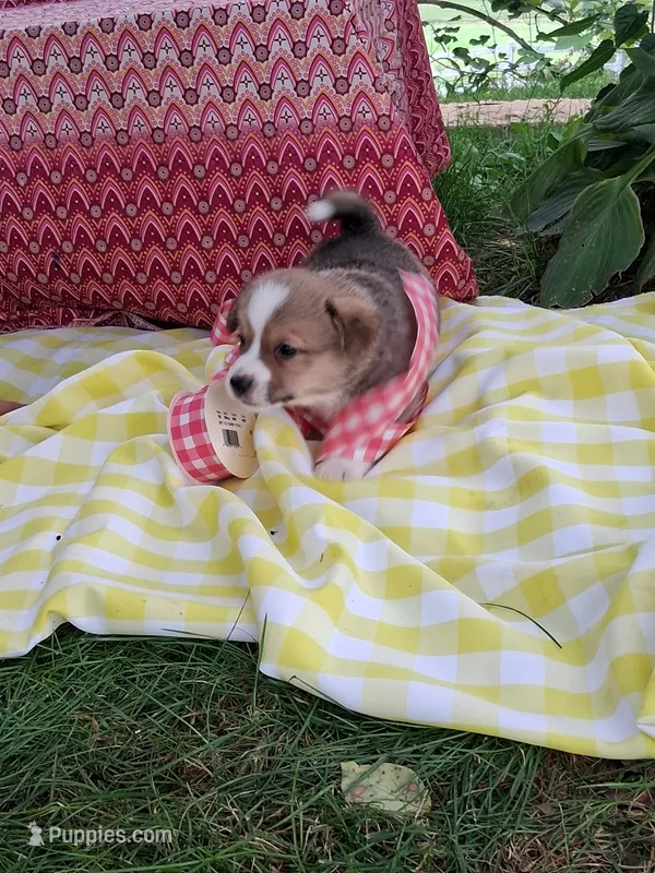 Clementine  – Pembroke Welsh Corgi puppy for sale in Mount Joy, PA