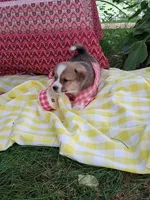 Clementine , a male Pembroke Welsh Corgi for sale in Mount Joy, PA – 1 of 2