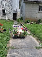 Sidney , a male Pembroke Welsh Corgi for sale in Mount Joy, PA – 4 of 4