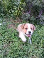 Cooper , a male Pembroke Welsh Corgi for sale in Mount Joy, PA – 3 of 3