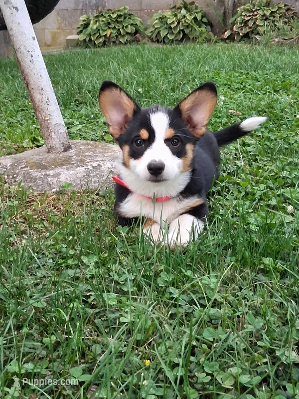 Cupcake – Pembroke Welsh Corgi puppy for sale in Mount Joy, PA