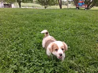 Redwood , a male Pembroke Welsh Corgi for sale in Mount Joy, PA – 3 of 4