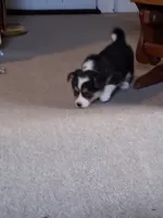 Poppy, a female Pembroke Welsh Corgi for sale in Mount Joy, PA – 1 of 5