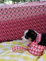 Cupcake , a female Pembroke Welsh Corgi for sale in Mount Joy, PA – 2 of 2