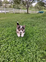 Poppy, a female Pembroke Welsh Corgi for sale in Mount Joy, PA – 4 of 5