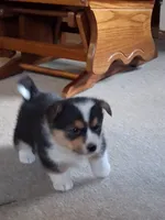 Poppy, a female Pembroke Welsh Corgi for sale in Mount Joy, PA – 3 of 5