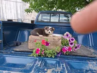Poppy, a female Pembroke Welsh Corgi for sale in Mount Joy, PA – 2 of 5