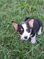 Cupcake, a female Pembroke Welsh Corgi for sale in Mount Joy, PA – 6 of 7
