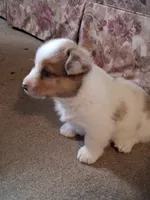 Sidney , a male Pembroke Welsh Corgi for sale in Mount Joy, PA – 2 of 4