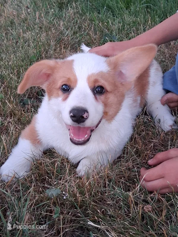 Redwood  – Pembroke Welsh Corgi puppy for sale in Mount Joy, PA