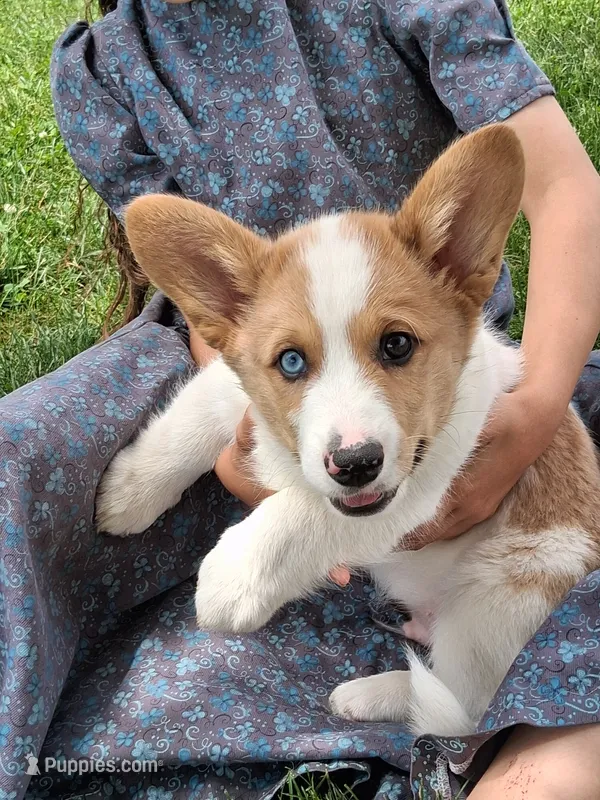 Sidney  – Pembroke Welsh Corgi puppy for sale in Mount Joy, PA