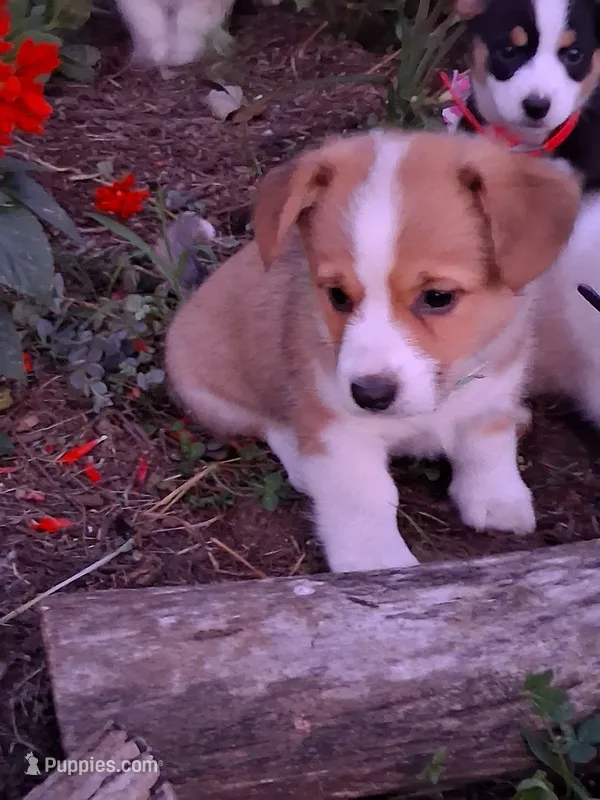 Cooper  – Pembroke Welsh Corgi puppy for sale in Mount Joy, PA