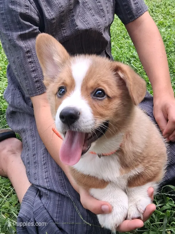 Clementine – Pembroke Welsh Corgi puppy for sale in Mount Joy, PA