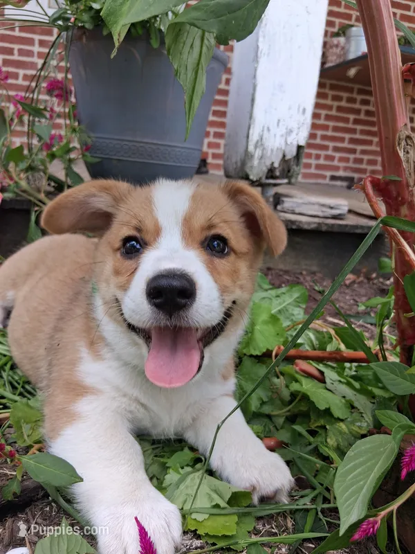 Cooper – Pembroke Welsh Corgi puppy for sale in Mount Joy, PA