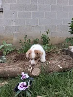 Sidney , a male Pembroke Welsh Corgi for sale in Mount Joy, PA – 3 of 4