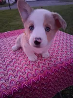 Colin, a male Pembroke Welsh Corgi for sale in Mount Joy, PA – 2 of 2