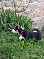 Cupcake, a female Pembroke Welsh Corgi for sale in Mount Joy, PA – 5 of 7