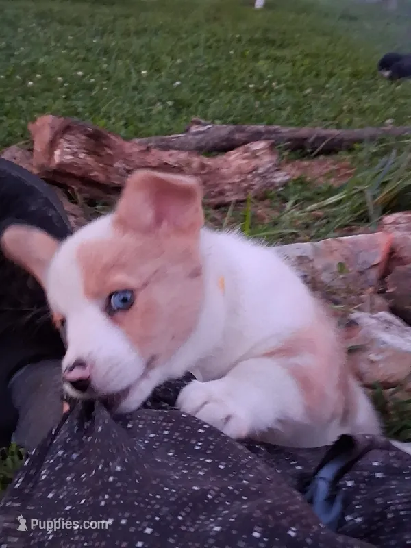 Colin – Pembroke Welsh Corgi puppy for sale in Mount Joy, PA