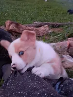 Colin, a male Pembroke Welsh Corgi for sale in Mount Joy, PA – 1 of 2