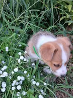 Cooper , a male Pembroke Welsh Corgi for sale in Mount Joy, PA – 2 of 3