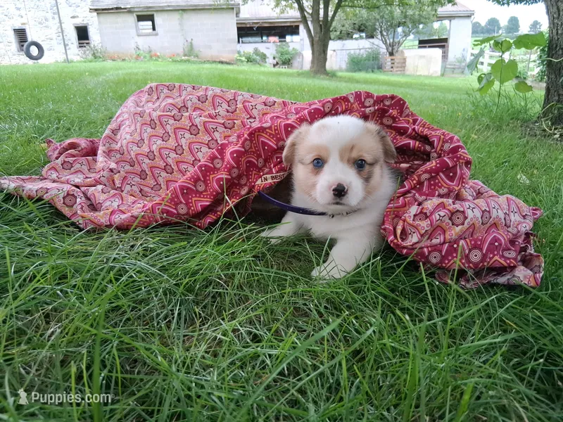 Candy – Pembroke Welsh Corgi puppy for sale in Mount Joy, PA