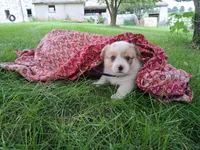 Candy, a female Pembroke Welsh Corgi for sale in Mount Joy, PA – 1 of 1