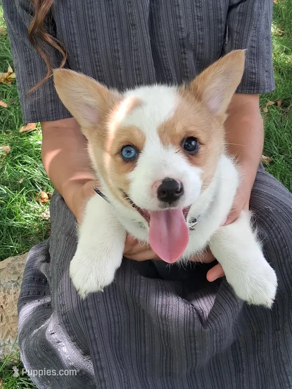 Candy – Pembroke Welsh Corgi puppy for sale in Mount Joy, PA