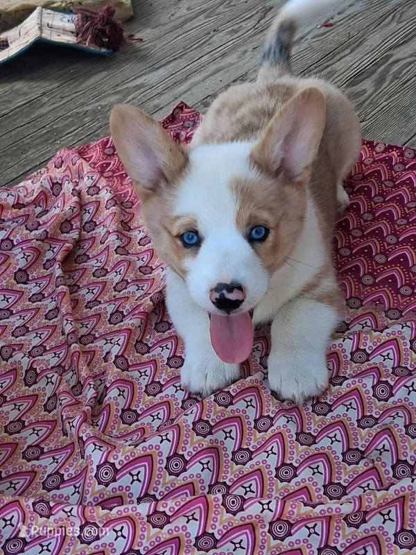 Colin – Pembroke Welsh Corgi puppy for sale in Mount Joy, PA