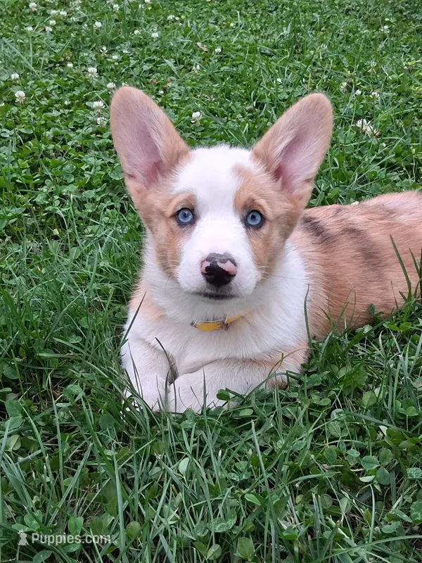 Colin – Pembroke Welsh Corgi puppy for sale in Mount Joy, PA