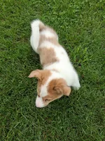 Sidney , a male Pembroke Welsh Corgi for sale in Mount Joy, PA – 5 of 5
