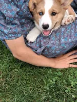 Sidney , a male Pembroke Welsh Corgi for sale in Mount Joy, PA – 6 of 8
