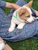 Sidney , a male Pembroke Welsh Corgi for sale in Mount Joy, PA – 8 of 8