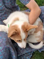 Sidney , a male Pembroke Welsh Corgi for sale in Mount Joy, PA – 7 of 8