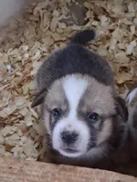 Clementine , a male Pembroke Welsh Corgi for sale in Mount Joy, PA – 2 of 2