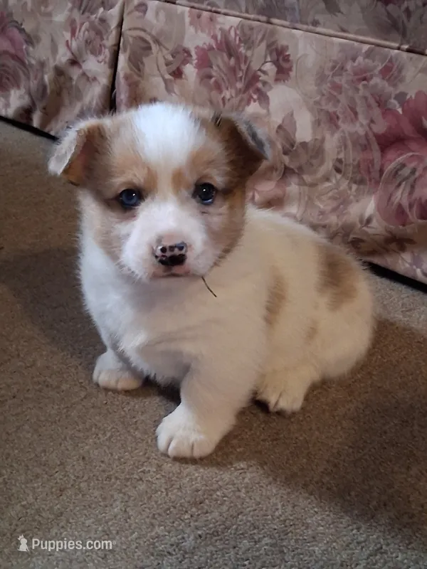 Sidney  – Pembroke Welsh Corgi puppy for sale in Mount Joy, PA