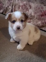 Sidney , a male Pembroke Welsh Corgi for sale in Mount Joy, PA – 1 of 4