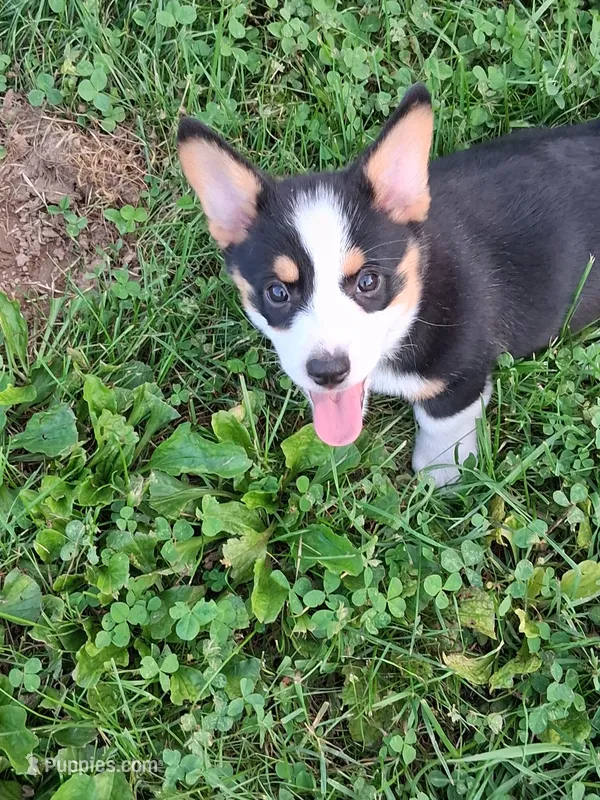 Cupcake – Pembroke Welsh Corgi puppy for sale in Mount Joy, PA