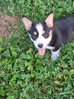 Cupcake, a female Pembroke Welsh Corgi for sale in Mount Joy, PA – 2 of 7