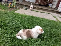 Redwood , a male Pembroke Welsh Corgi for sale in Mount Joy, PA – 4 of 4