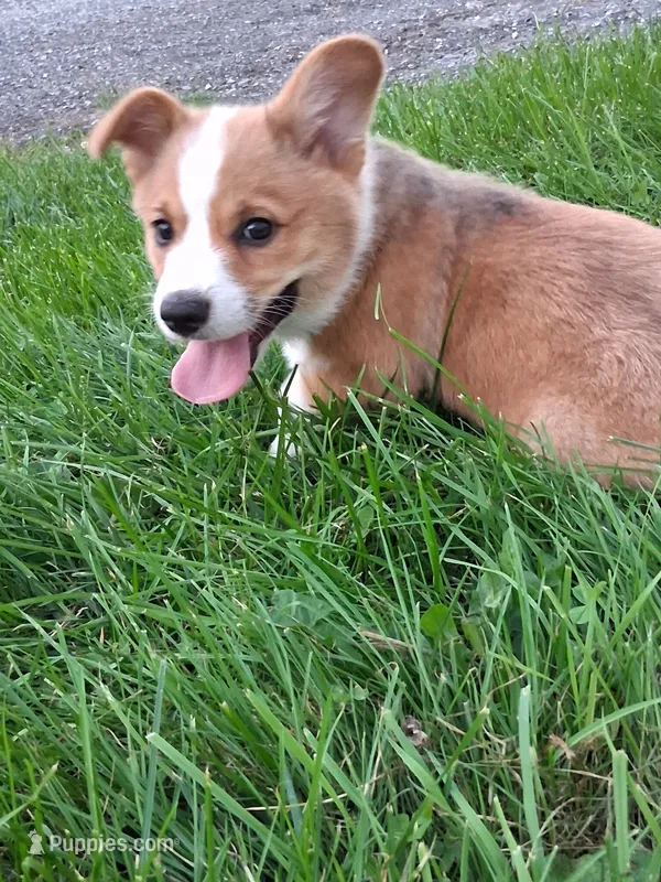 Cooper – Pembroke Welsh Corgi puppy for sale in Mount Joy, PA