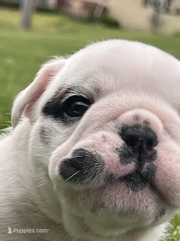 Vanilla Ice – English Bulldog puppy for sale in Flushing, MI